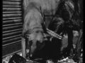 DogsW
