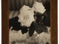 Roses,OO