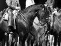 apassionata-12
