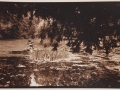 Botanisk trädgård