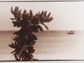 Arbusto mar y barco