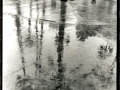 PALMERA_PLAZA_REAL